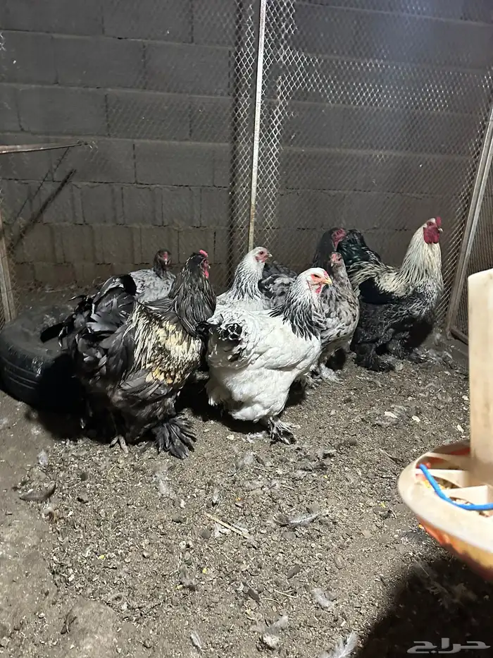 دجاج براهما اصلي 0