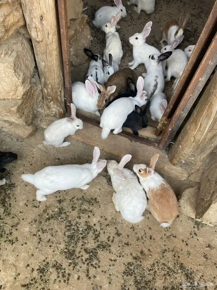 ارانب للبيع 4