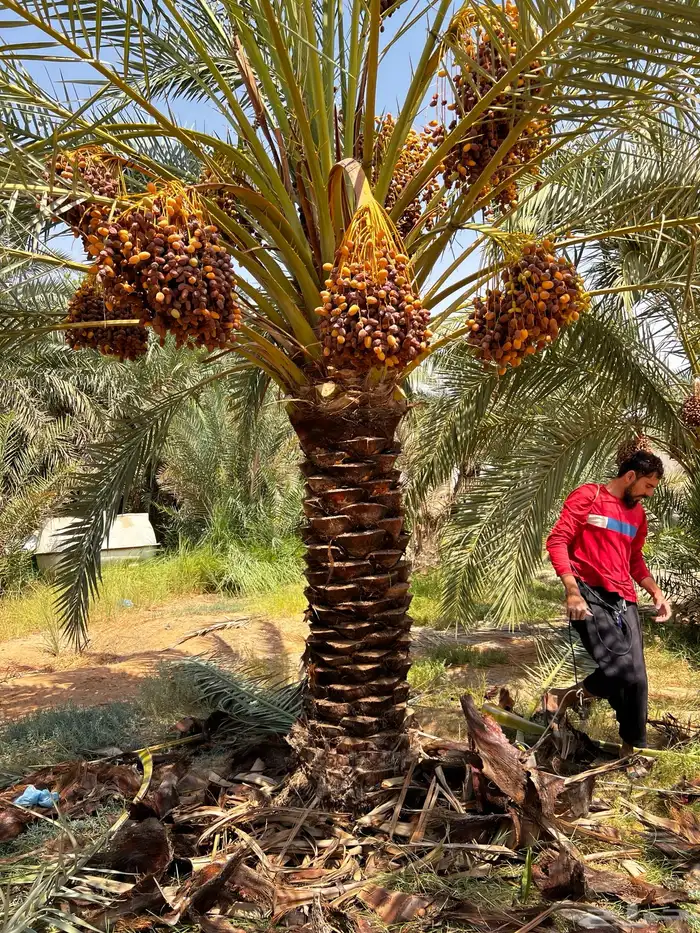 نخل عربي مثمر نخيل للبيع 0