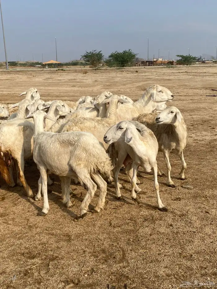 غنم خلفات 6