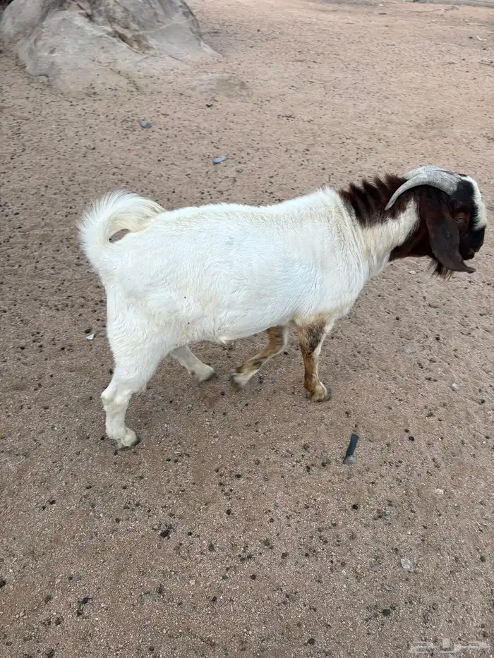 تيس بورقوت 0