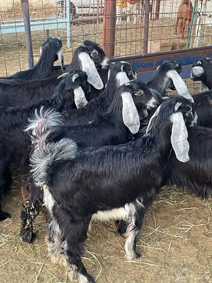 تيوس وجفرات 0