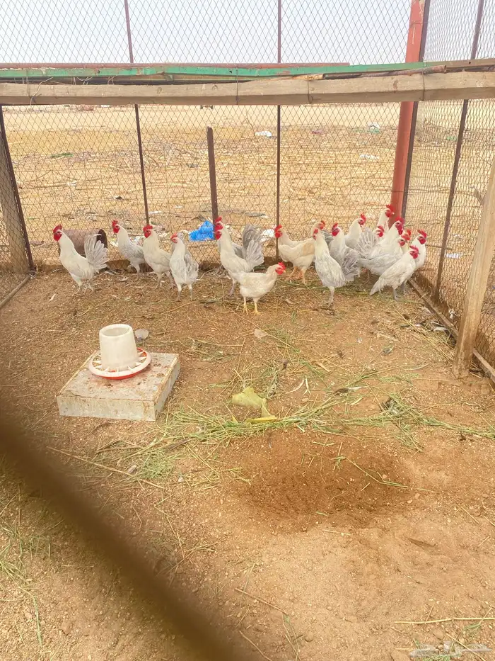 اللبيع اديكه 4