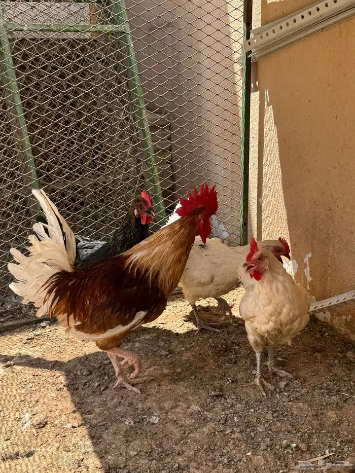 دجاج تركي منتج 15