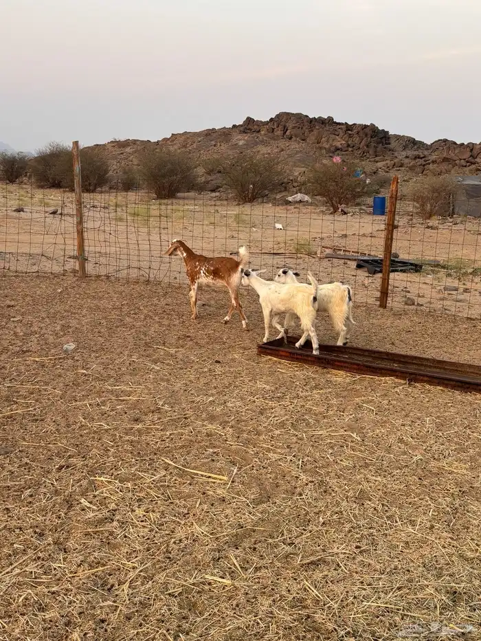 جفار للبيع ذبايح 1