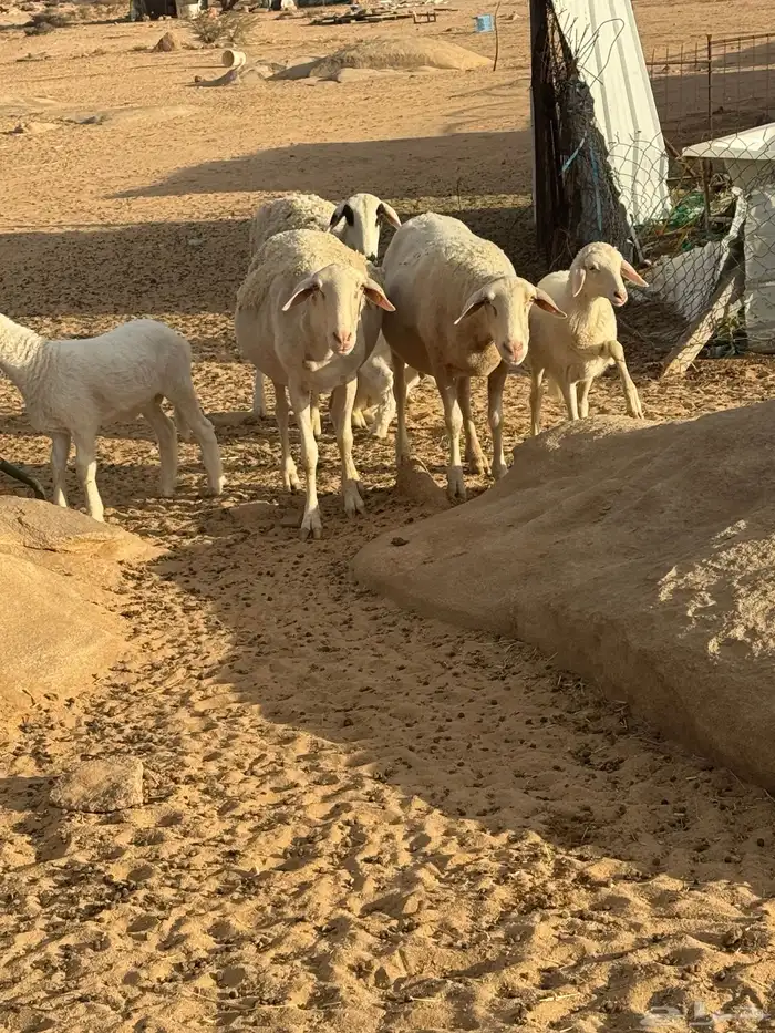 ضان استرالي خلفات 3