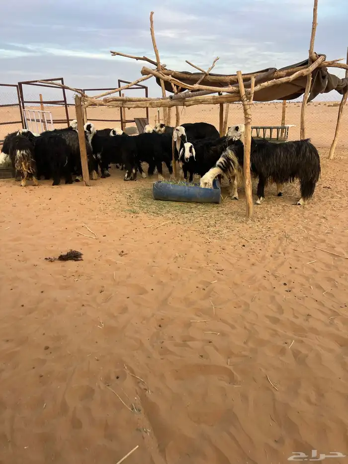 مراح نجد بفحلها 2