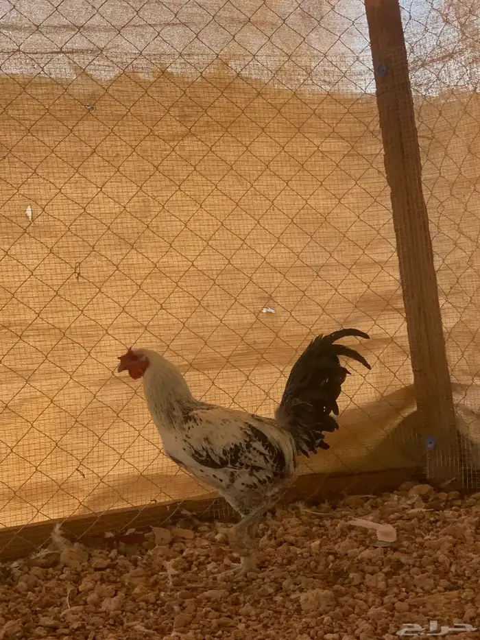 البيع ديك هندي 2