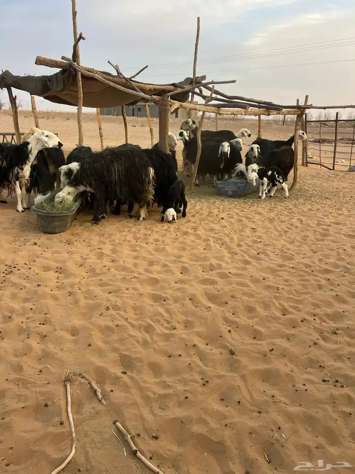 مراح نجد بفحلها 3