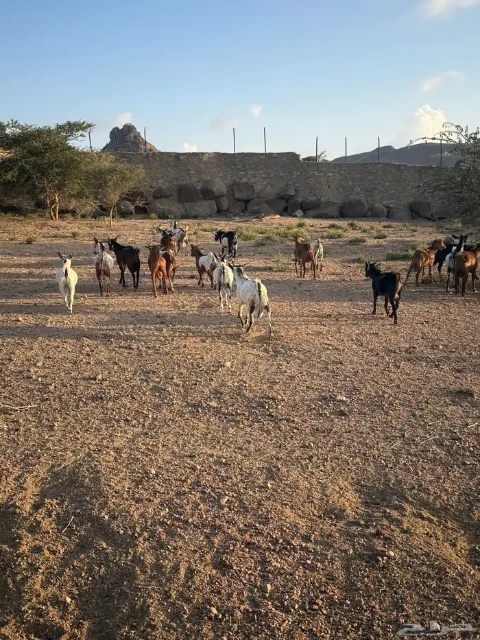 تيوس بلدي ساس وتربية فل شحم 8