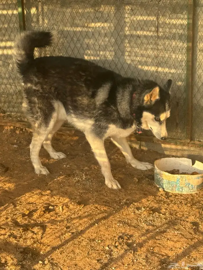 كلب هاسكي مطيع وطبعه زين ذكر الموقع المزاحميه 0