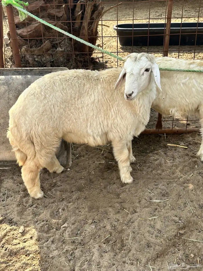 خروفين للبيع 2