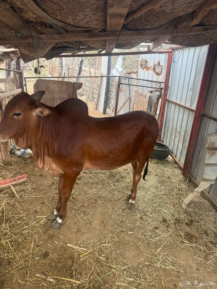 الحجرة. .الجرين- وادي مدع 1