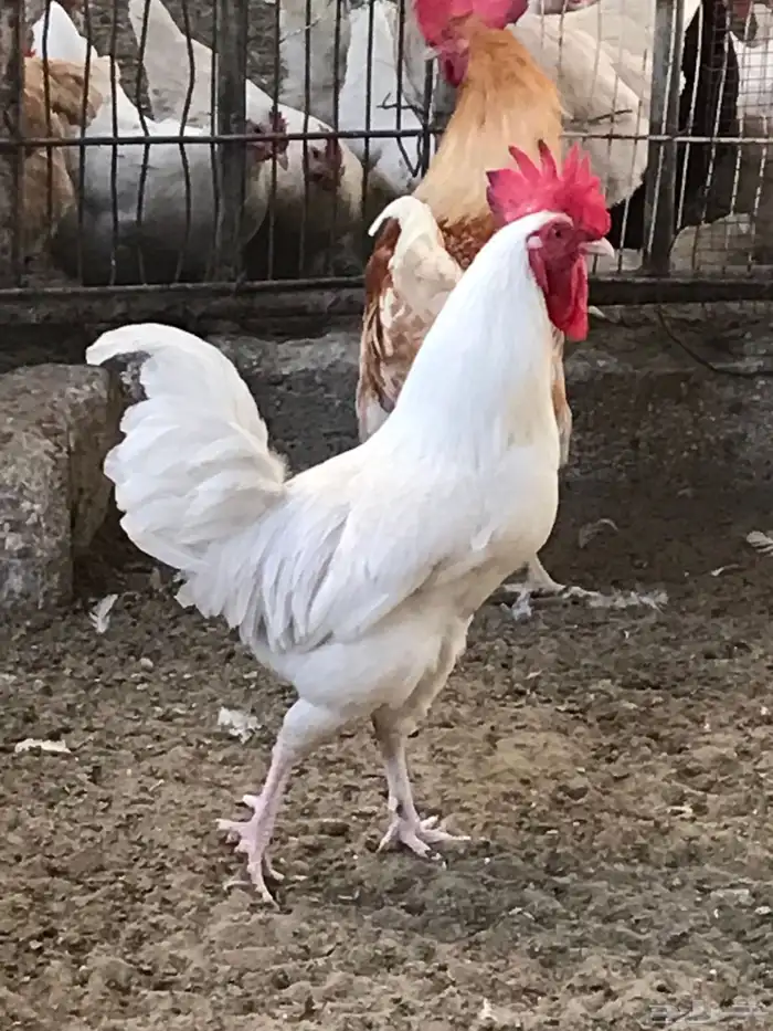 ديك لوهمان براون بيور 1