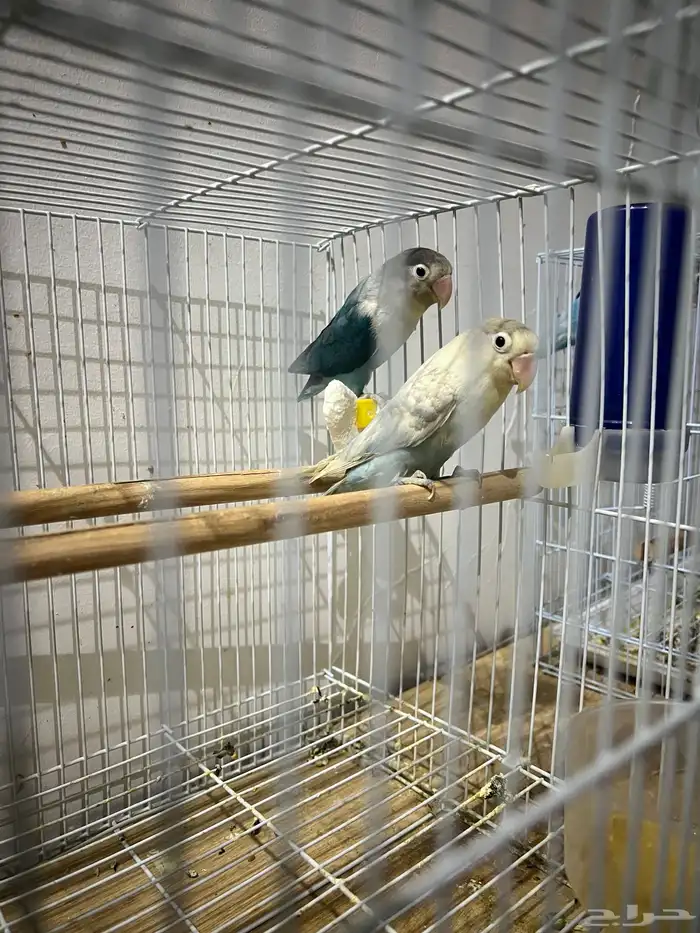 جوز فيشر منتج 0