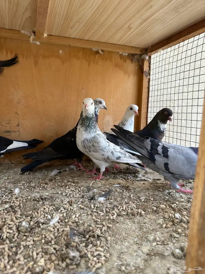 حمام هندي وقطائف 9