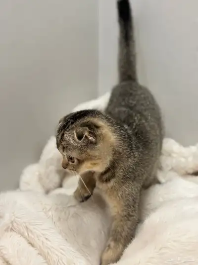 قطط كيتن سكوتش فولد للبيع index