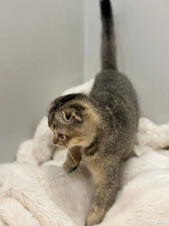 قطط كيتن سكوتش فولد للبيع 2