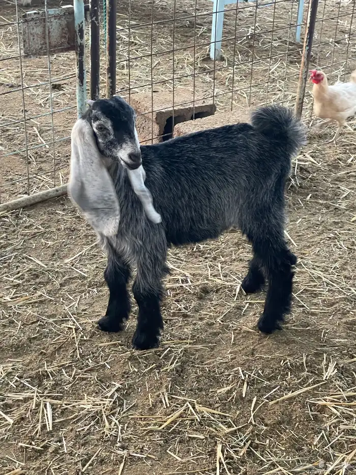 تيوس وجفرات 22