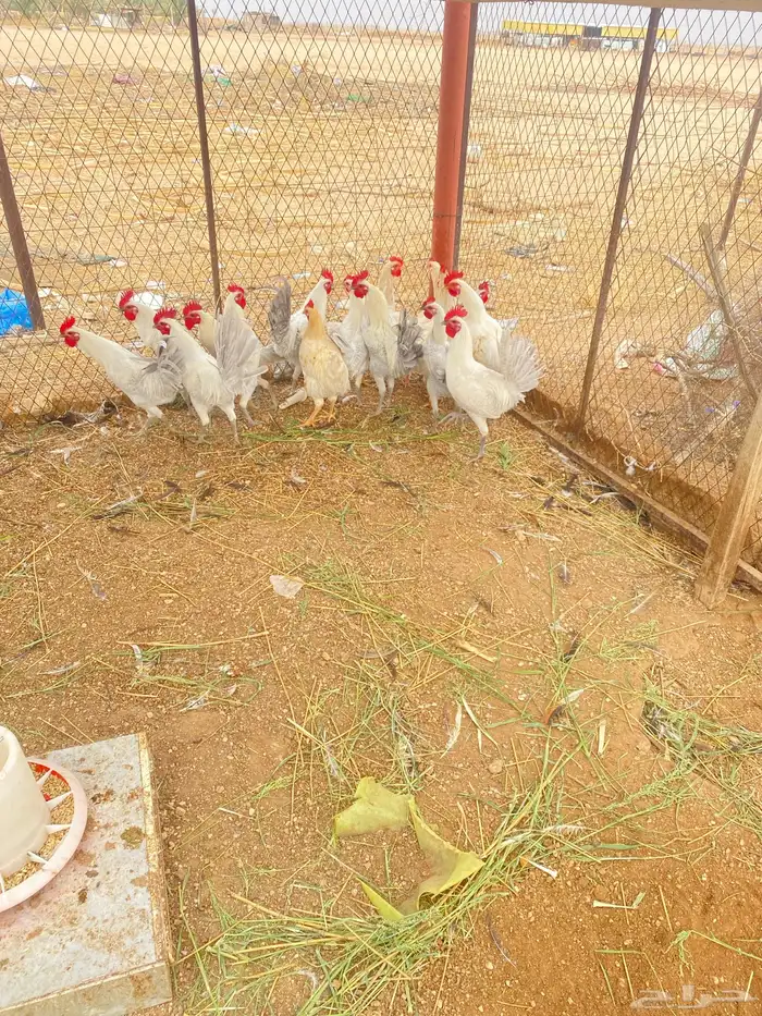 اللبيع اديكه 1