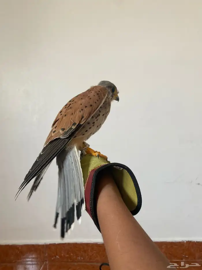 شبوط للبيع وحش طرح امس تاريخ14نوفنبر وحش ماصقر 4