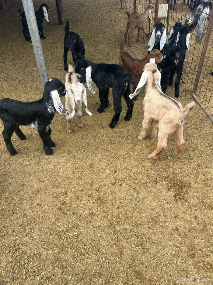 بيع معزا ولد 8