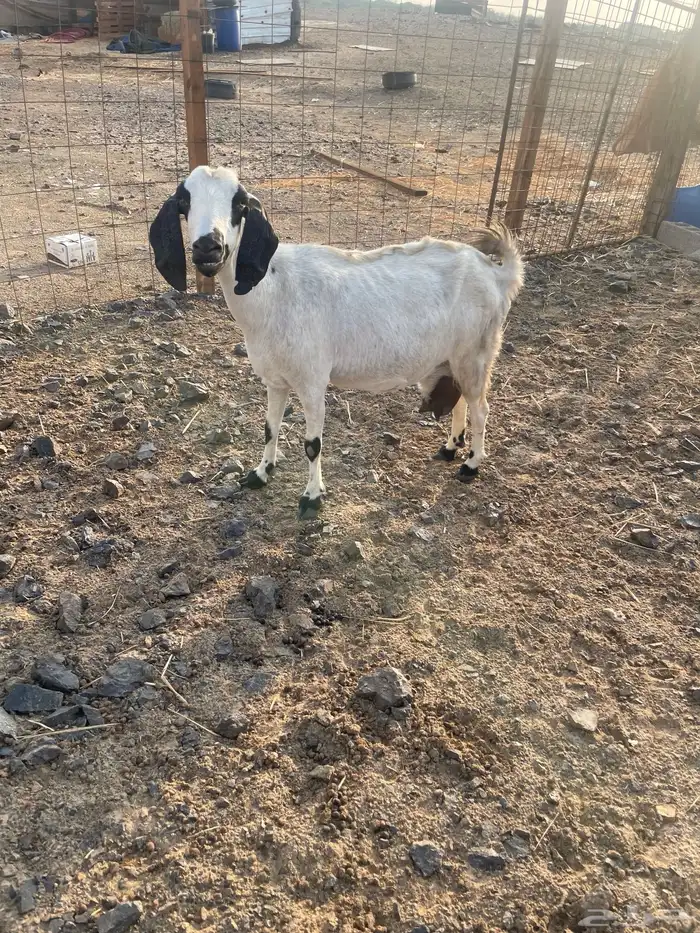 عند بيشية تحتها 2 2