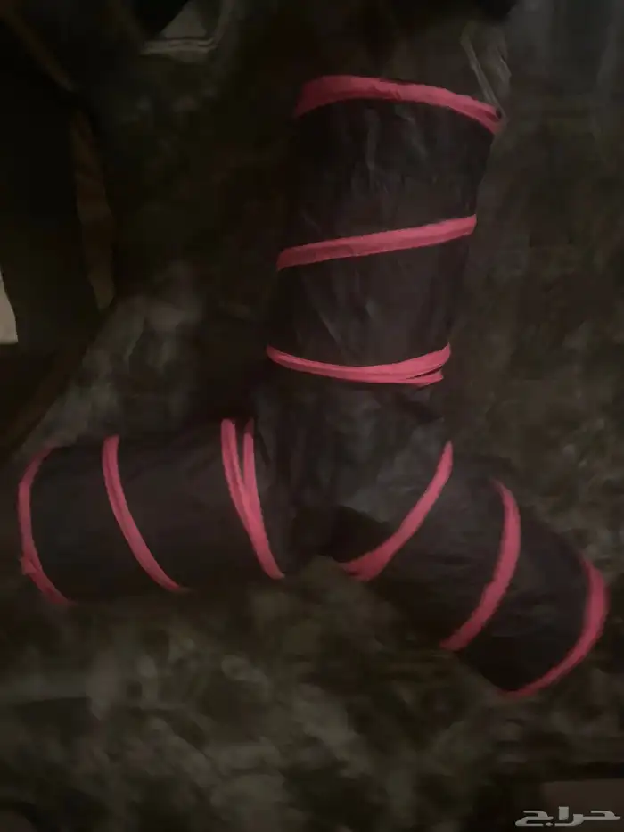 قطط ذكور للبيع 6