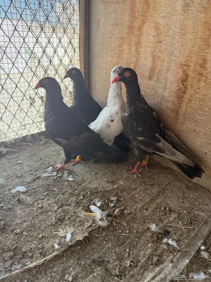 حمام طبات دنش وفحل سوداني جامبو 9