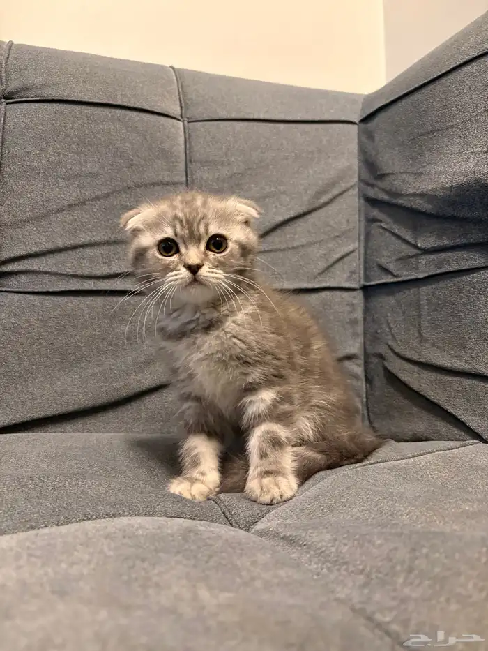 قطط سكوتش فولد للبيع 2