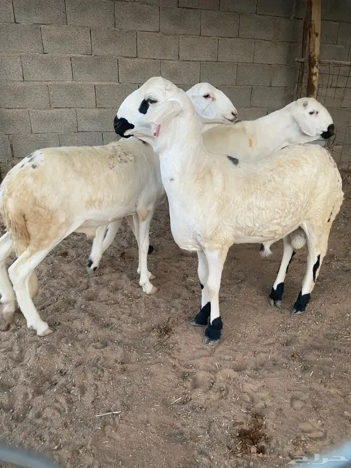 سواكن ثنيان العدد 3 تربيه ازود من 4 شهور 0