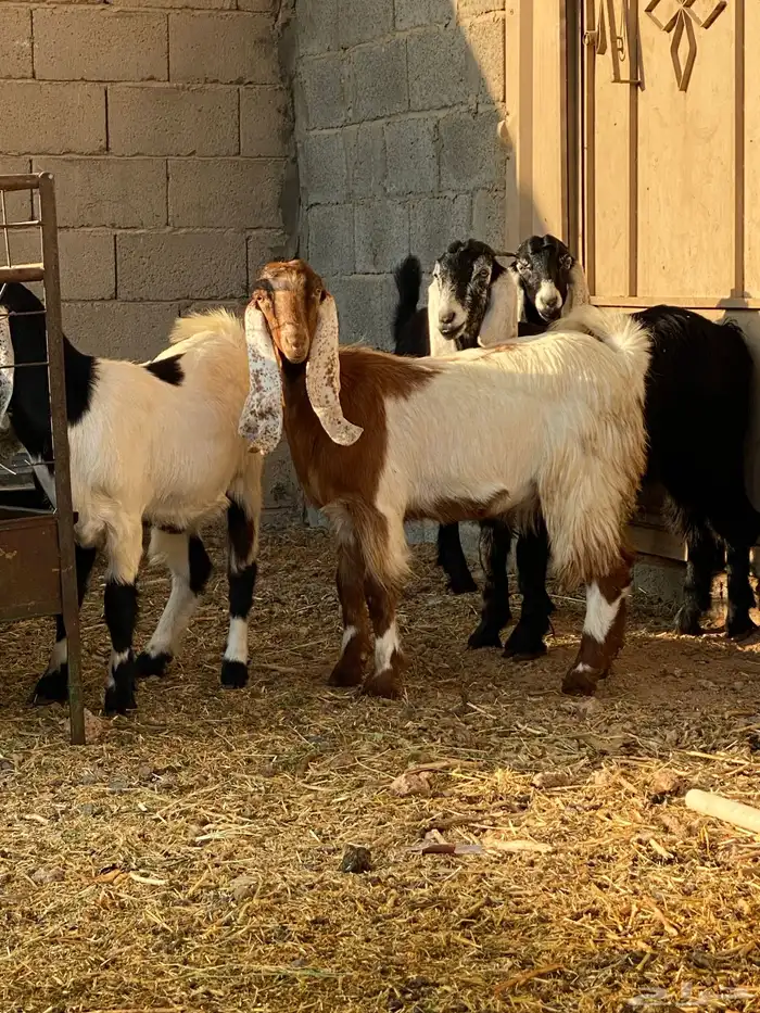 جفار العدد 4 7