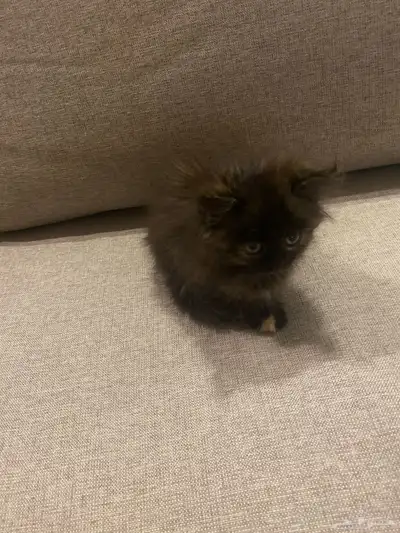 قطه شيرازيه لتبني index