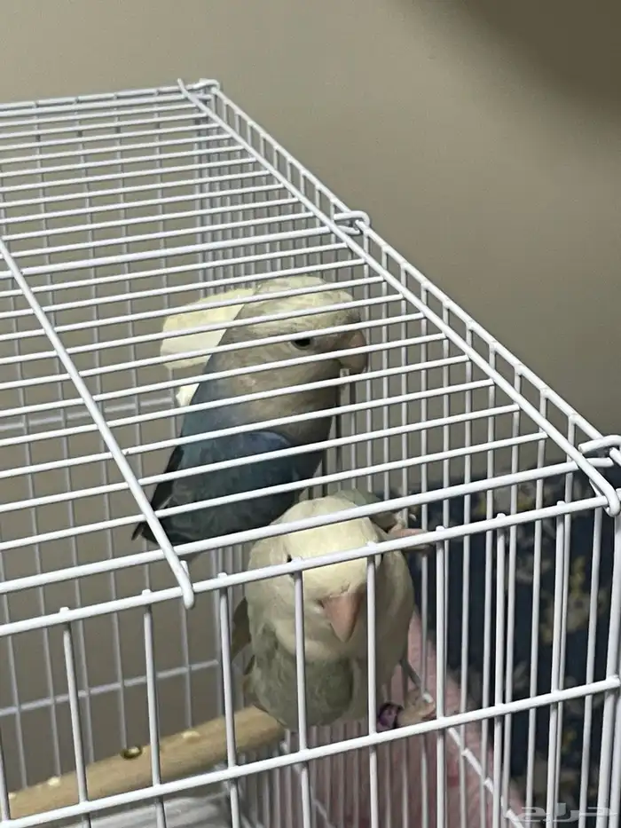 عصافير روز زواج 1