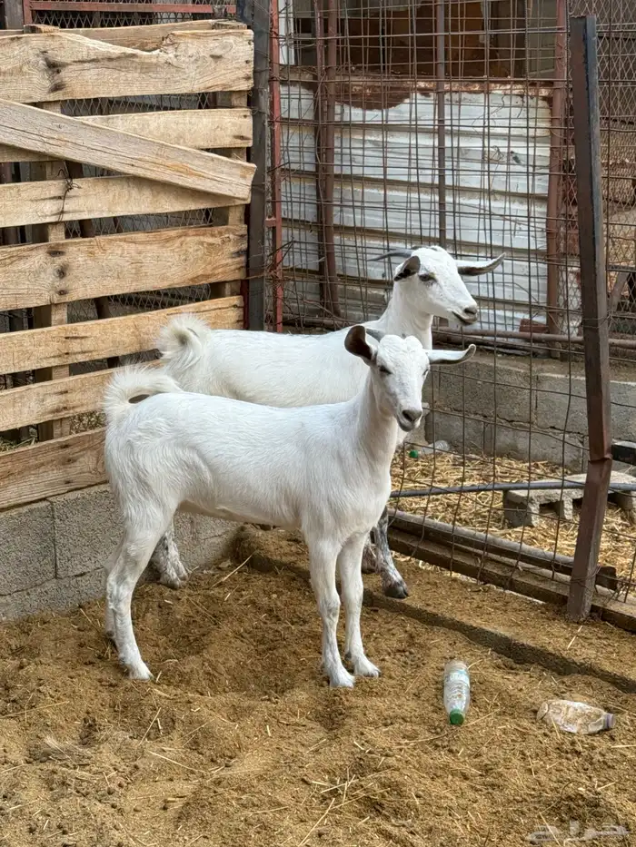 جفار على الشرط 15