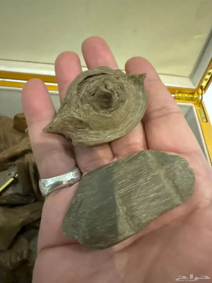 نوادر المروكي الحي 2