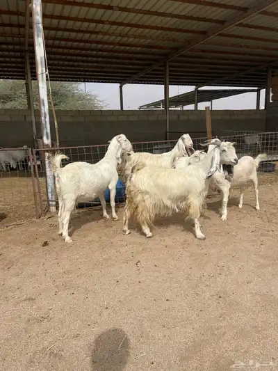 معزاء بيض للبيع index