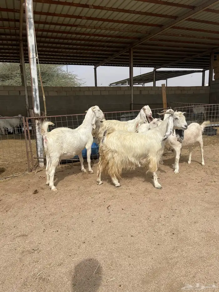 معزاء بيض للبيع 0