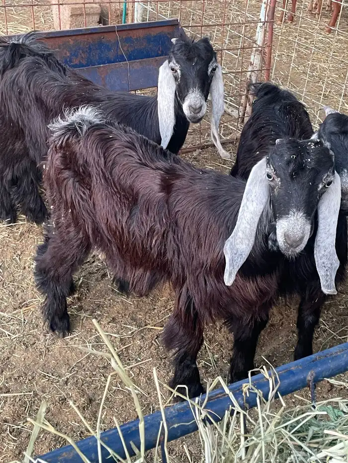 تيوس وجفرات 12