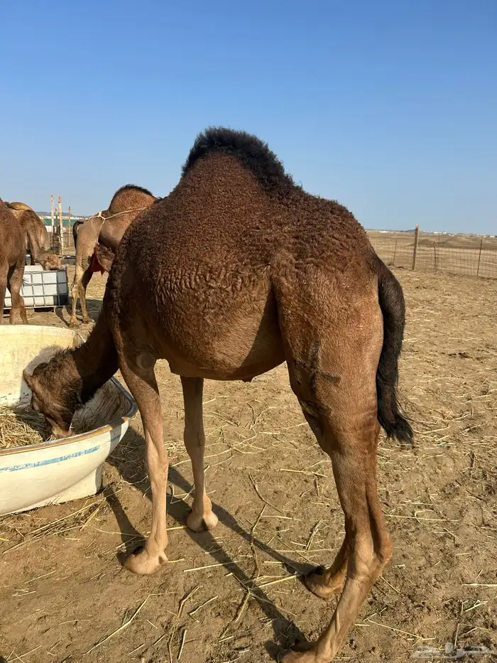 بكار سواحل خوات 8