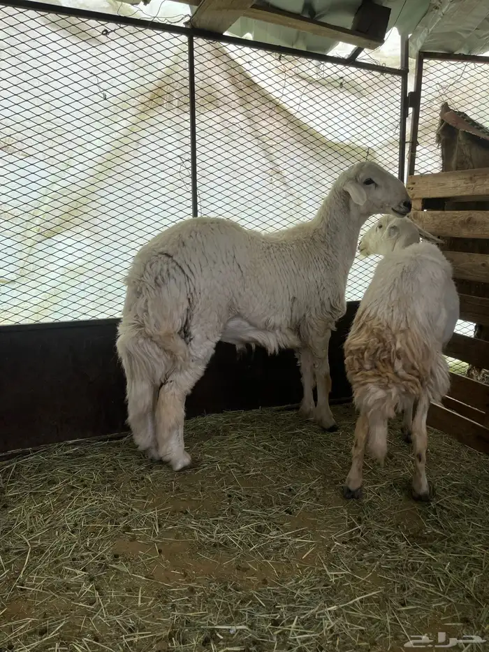 طلي فحل للبيع 0