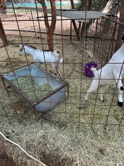 ماعز قزم index