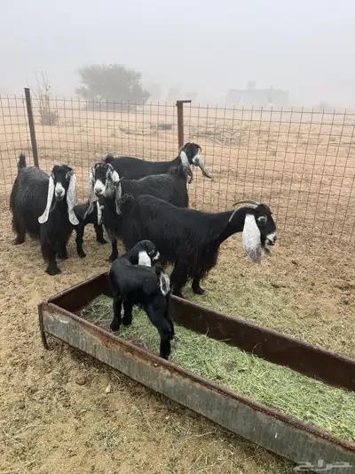 معزا عوارض خلفات index