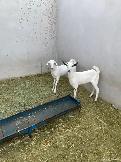 جفرتين بيشيات index