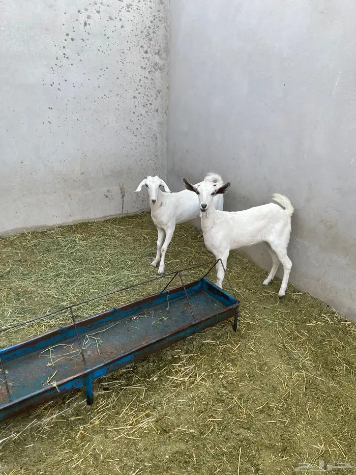 جفرتين بيشيات 0