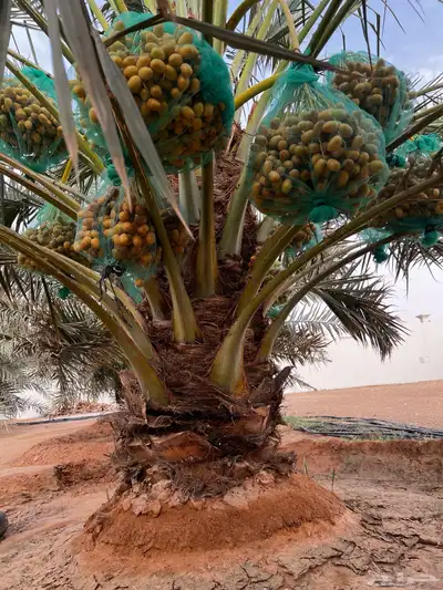 نخل عربي مثمر نخيل للبيع index