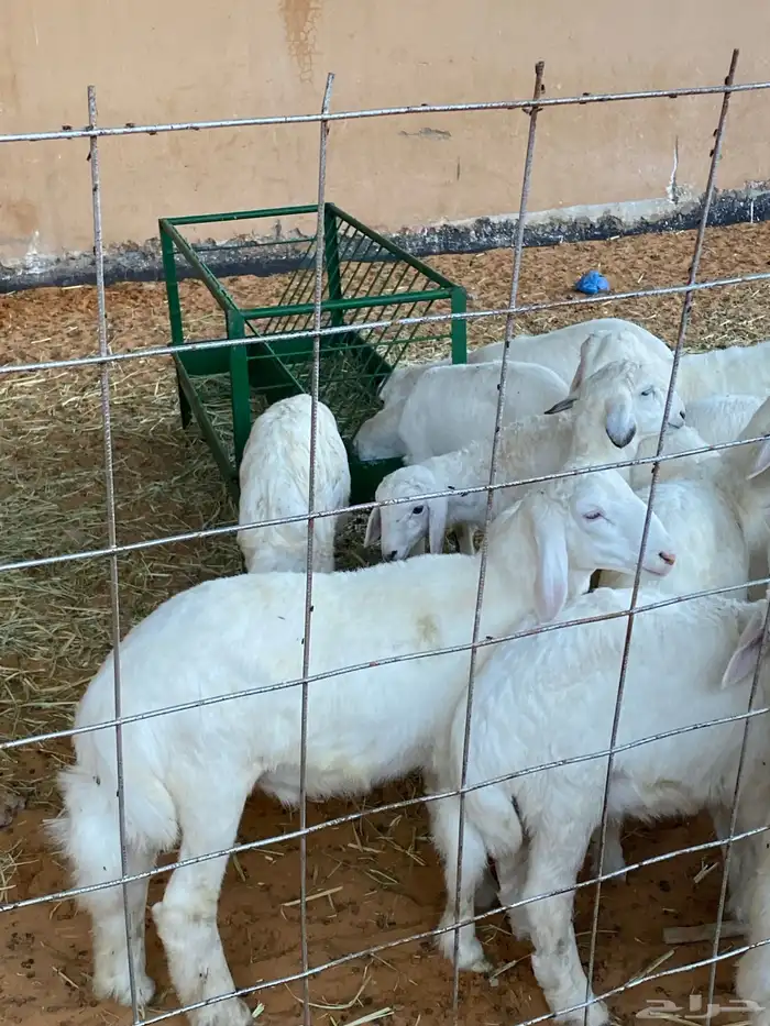 ذبايح للبيع 2