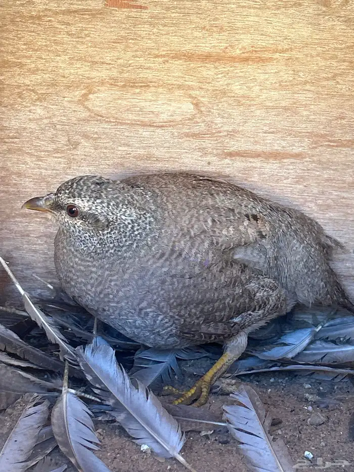 الحجل للبيع 5