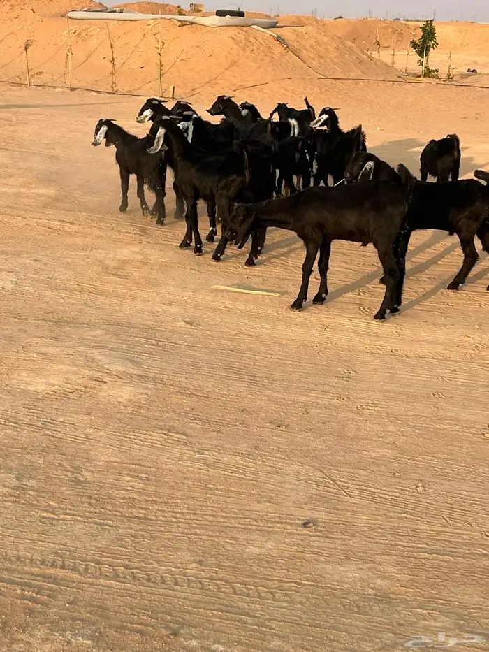 غنم تيوس عوارض العدد 9 للبيع الموقع الخرج 1