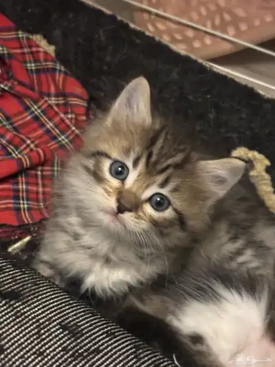 صغار قطط سكوتش index